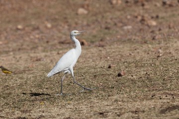 Cattle egret, Bubulcus ibis, on a field in East Africa.