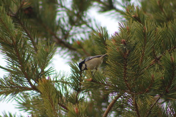 petit mésange dans un pin 