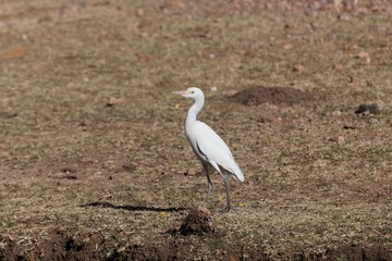 Cattle egret, Bubulcus ibis, on a field in East Africa.