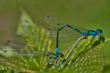 close-up view of dragonflies on the plant 