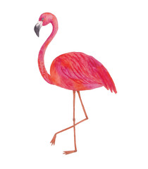Pink flamingo isolated on white, watercolor illustration 