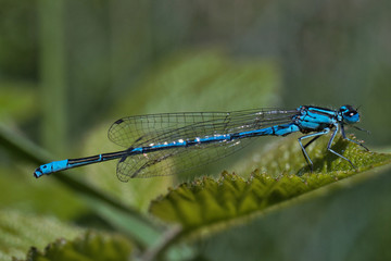 close-up view of dragonflies on the plant 