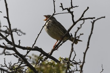 Corn bunting, Emberiza calandra