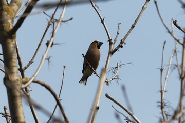 Hawfinch, Coccothraustes coccothraustes