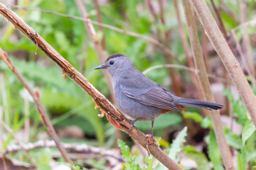 Obraz premium Gray Catbird.Oak Harbor.Magee Marsh Wildlife Area.Ohio.USA