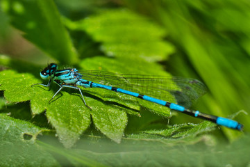 close-up view of dragonflies on the plant 