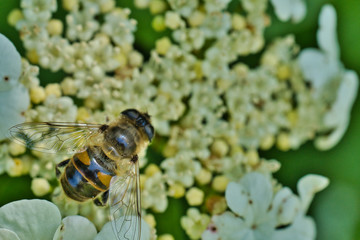 close-up view of bee on beautiful flower