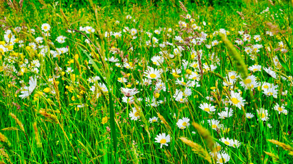 Magnifique champ de marguerite 