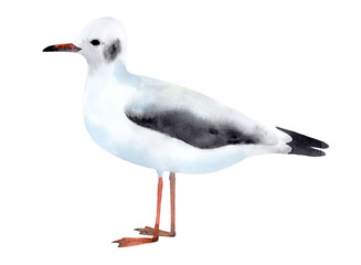 Seagull isolated on white, watercolor illustration 