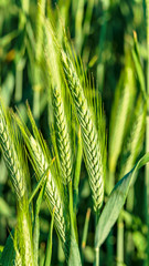 Ears of wheat are still very green and fresh.