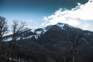 Obraz premium Trees on a background of snow-capped mountains on a winter day, little snow, climate change.
