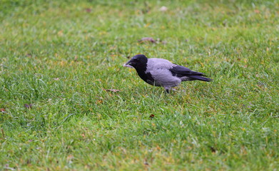 Fototapeta premium Grey crow in city park