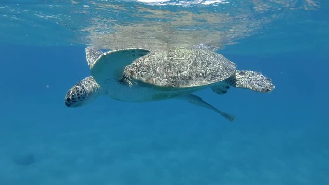 Sea turtle lies on surface of water, takes a breath and look at to depths. Green Sea Turtle (Chelonia mydas), Red Sea, Egypt