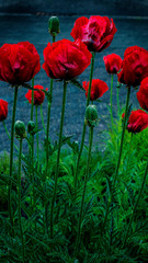 Opium poppy grows growing right next to the house among other 