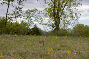 Sandhill Crane