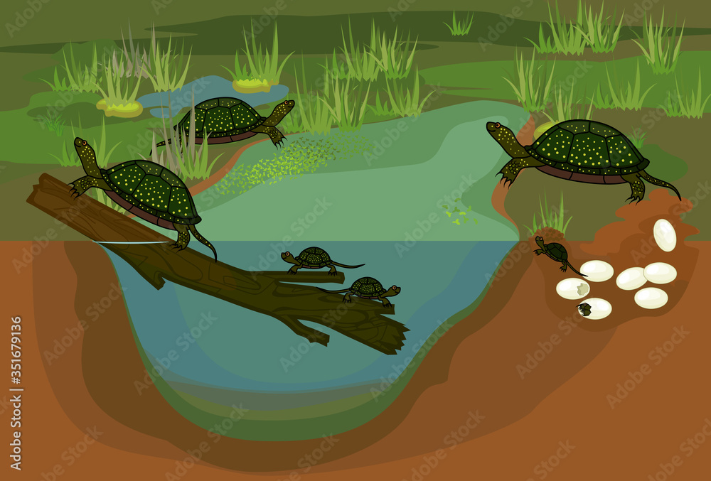 Sticker life cycle of european pond turtle (emys orbicularis). pond biotope with sequence of stages of devel - Stickers