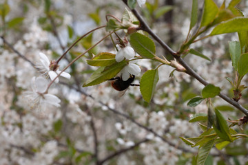 .Flowering cherry with bumblebee 1