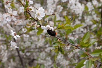 .Flowering cherry with bumblebee 2