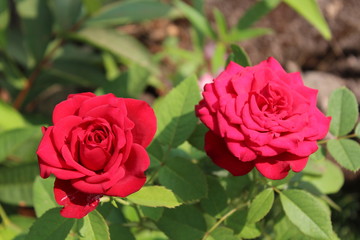 2 roses