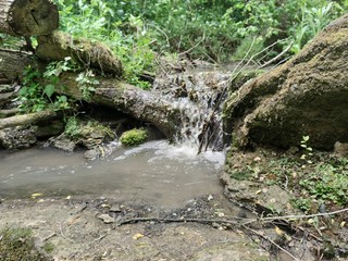 Stream in the forest. Stones with moss. Green plants and leaves on the bushes. Old dry trees with moss.