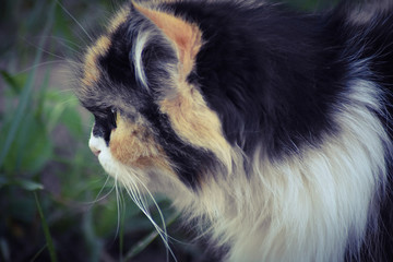 Obraz premium cat in the grass