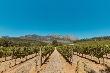 Fototapeta na wymiar vineyard in South Africa