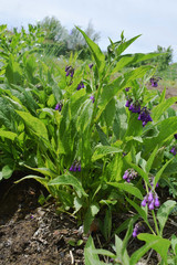Flowering Comfrey is a medicinal plant.