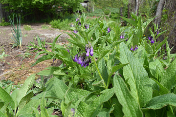 Flowering Comfrey is a medicinal plant.
