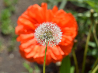 Dandelion with seeds on a background of poppy flower.