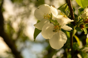 Natural background from aple tree with colour by springtime