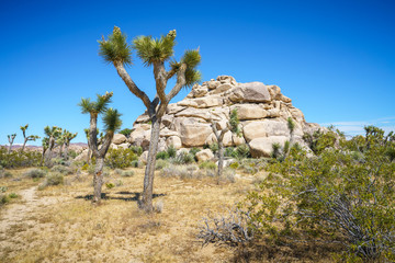 joshua tree national park, usa