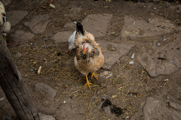 one chicken is standing in the yardsolitude, standing