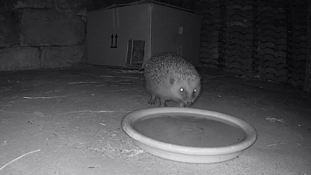 Igel beim Trinken, Erinaceidae , Nachtaufnahme