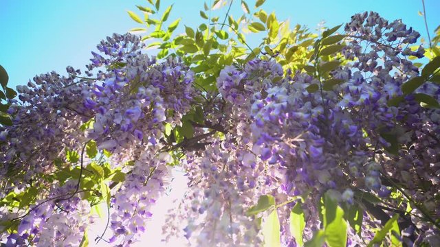 Wisteria flowers blooming in spring garden. Vines of wisteria bush hanging off fence. Violet sunset blossom shaking on wind