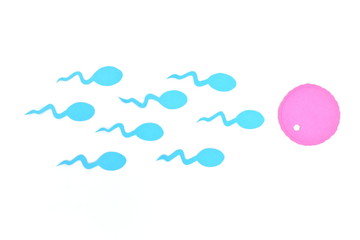 Sperm cells going to an egg cell paper cutout.