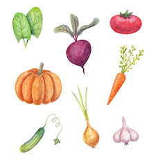 Set of watercolor hand painted vegetables. For menu, pecipe books, covering, napkins .