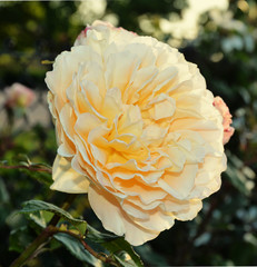 peach rose in the sunshine
