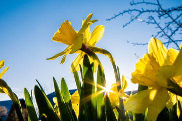 Bright yellow flowers in the rays of the evening sun.
