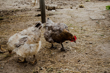 Chickens are looking for food