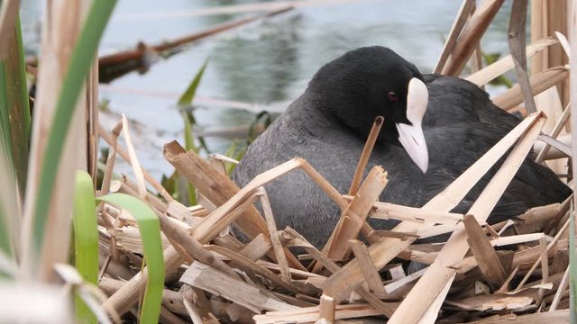 black water chicken on a nest with chicks 2020 coot