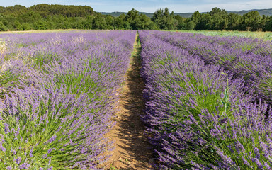 lavender field provence france
