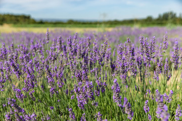 Fototapeta na wymiar lavender field provence france