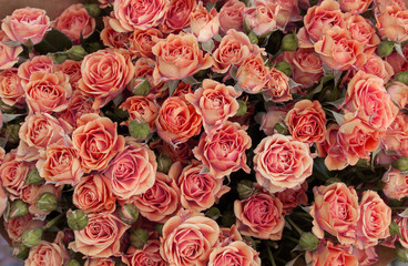 Orange little bush roses background. Flower wallpaper.