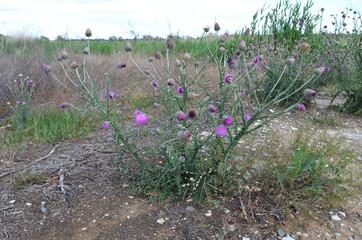 flowering burdock
