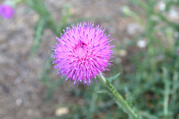 flowering burdock
