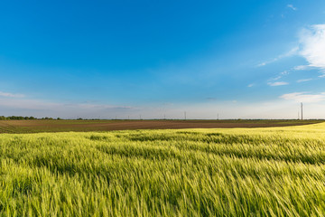 Nice rolling green field. Agricultural field with barley. Beautiful field of cereals (wheat, barley, oats) green on a sunny spring day.
