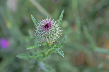 flowering burdock
