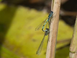 close-up view of dragonflies on the plant 