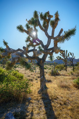 hiking the barker dam nature trail in joshua tree national park, california, usa