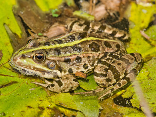 close-up view of green frog in calm pond